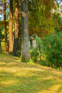 公園20分鐘效應