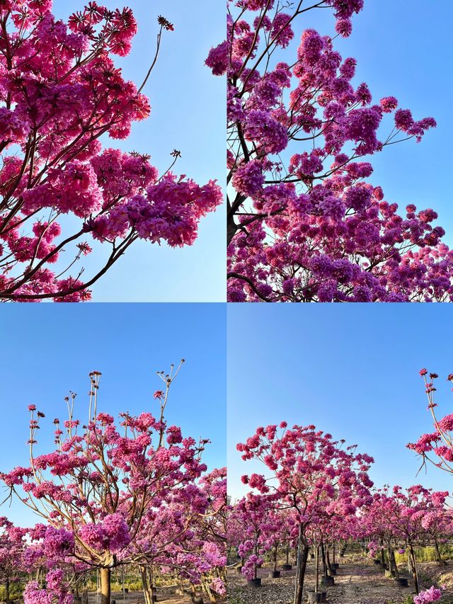 中山裕林花木場總場紫花風鈴木，冬日的浪漫等你來邂逅