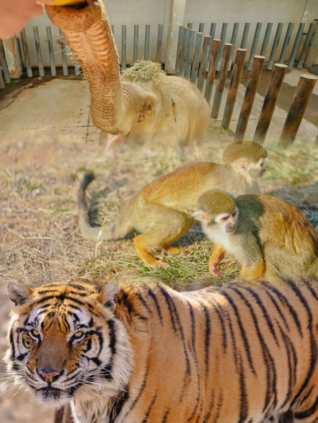 濟南野生動物世界 | 動物世界裡的奇妙年味兒
