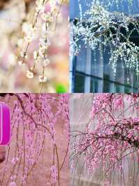深圳賞梅好去處