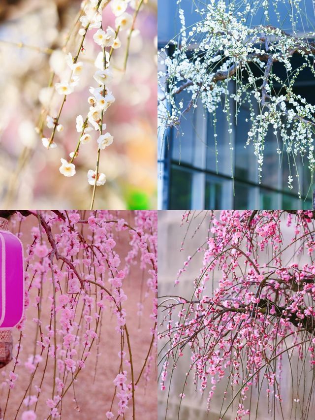 深圳賞梅好去處