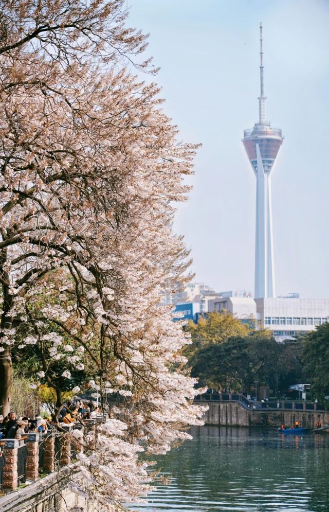 你知道成都最好看的花都在哪兒嗎