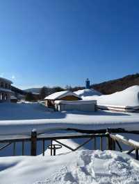 3日暢遊哈爾濱-雪鄉 探秘冬日森林奇境