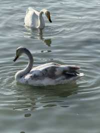 Swan River in Autumn 
