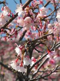 千畝櫻花園盛開錯過要再等一年