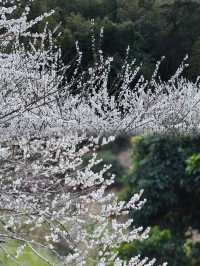 免費廣州0元賞梅花天花板