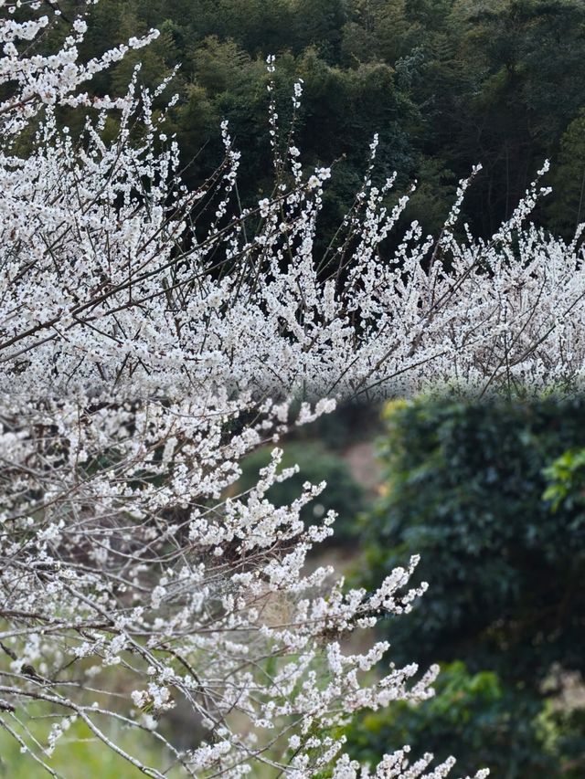 免費廣州0元賞梅花天花板