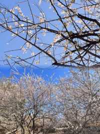 免費廣州0元賞梅花天花板