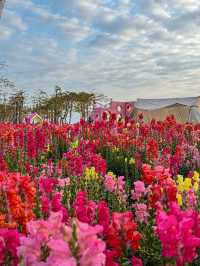 🌸 珠海的夢幻花海 - 花海長廊 🌸