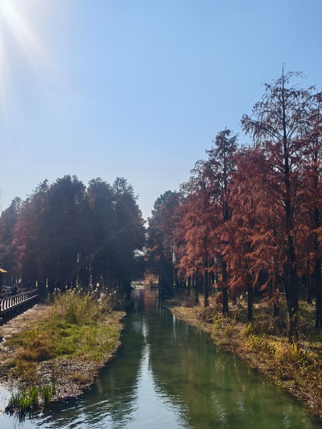 青西郊野公園絕對是任何季節都值得去的地方！