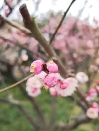 真如公園梅花景