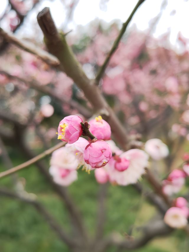 真如公園梅花景
