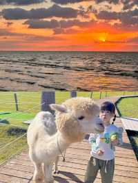 崇明島春日親子漫森別墅轟趴·兩天一夜
