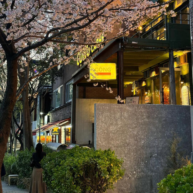 🌸首爾梨泰院 | 隱世櫻花秘景🌸