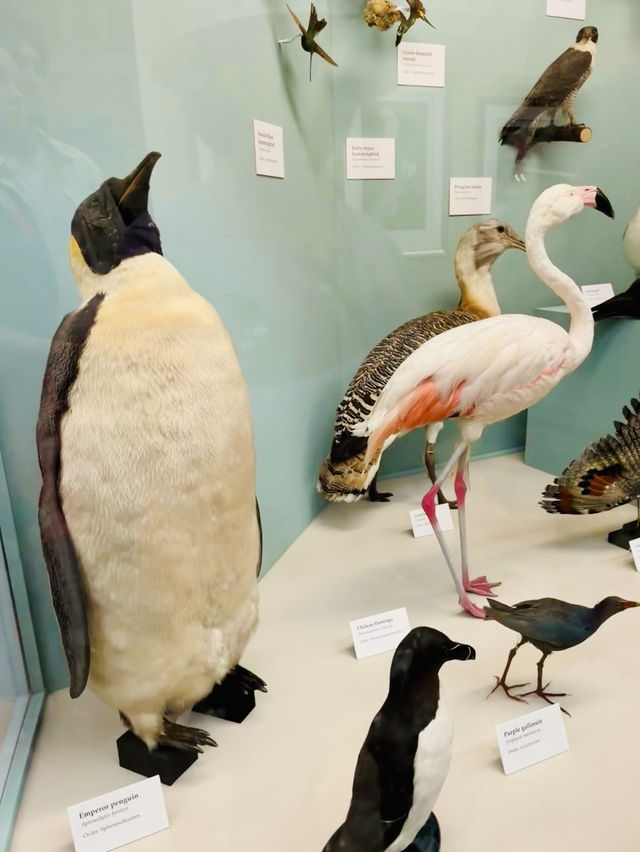 From Screen to the UK's Museum Amazing