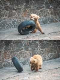 動物園遊記ᵕ̈終於看到軍軍和紅糖啦 附攻略