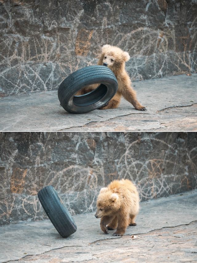 動物園遊記ᵕ̈終於看到軍軍和紅糖啦 附攻略