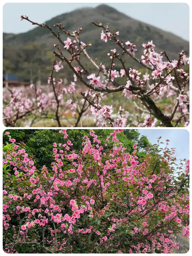 桃花島碧海金沙宛如世外桃源般夢幻