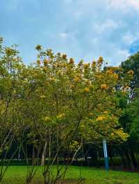 💖深圳香蜜公園，人間仙境