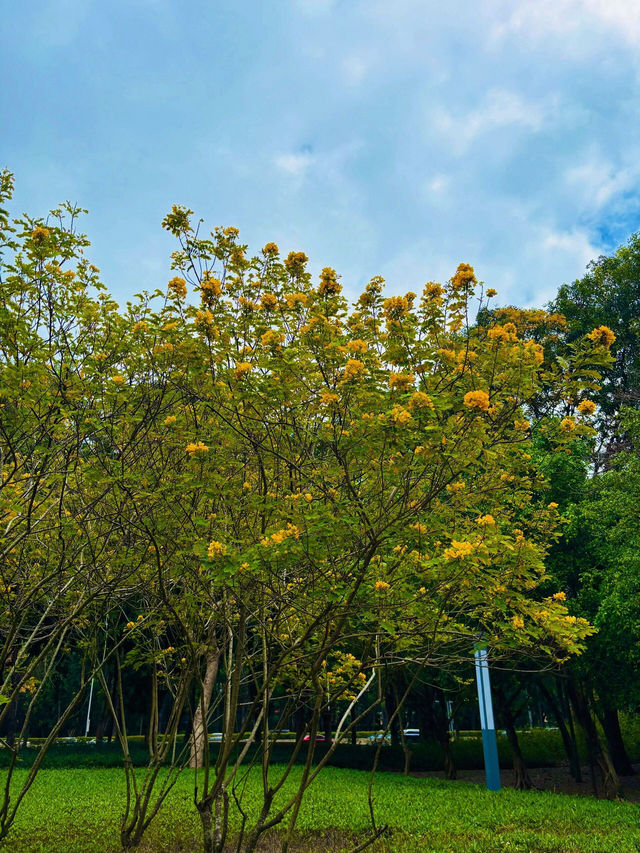 💖深圳香蜜公園，人間仙境