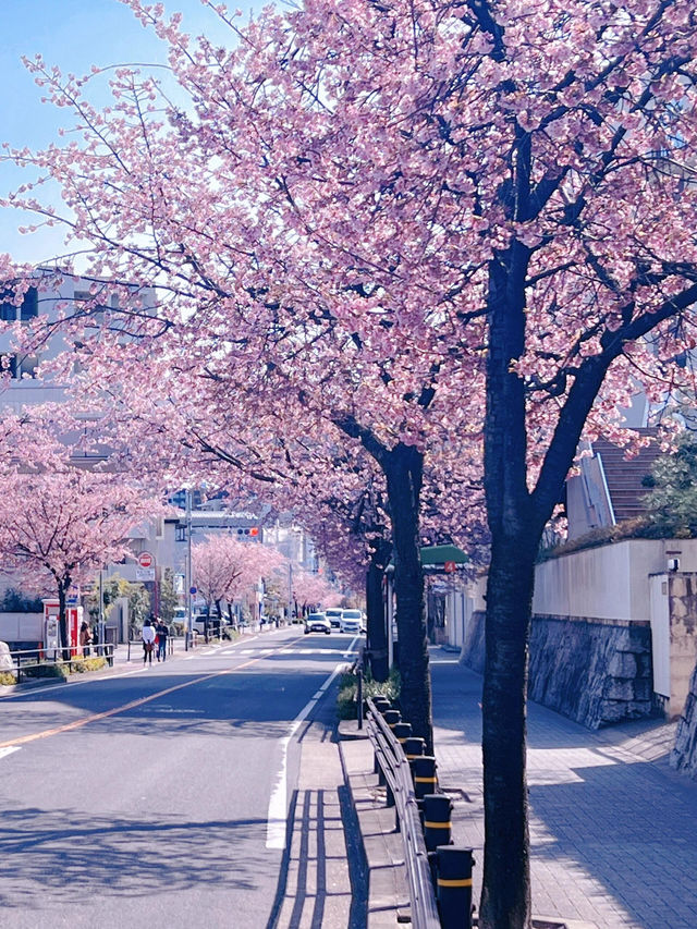 🌸名古屋·高岳站櫻花大道🌸隱秘粉紫色的浪漫