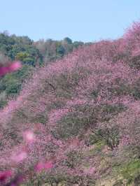 《鶴鳴山：春日青梅、秋季雲海，川西的季節限定浪漫！》