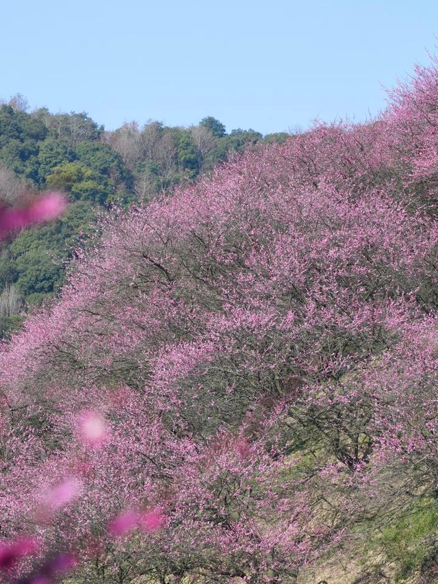 《鶴鳴山：春日青梅、秋季雲海，川西的季節限定浪漫！》