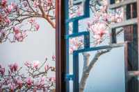 三月耦園打卡玉蘭花