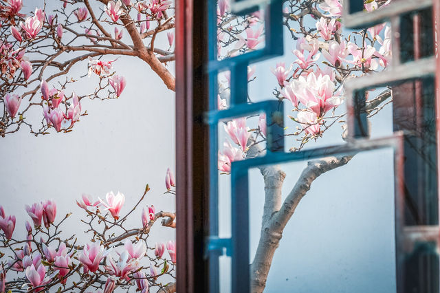 三月耦園打卡玉蘭花