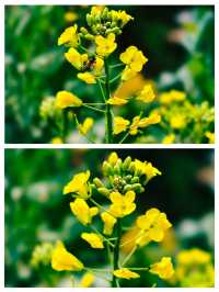 羅平賞油菜花，徜徉喺迷人嘅金色海洋