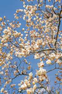 3.19上海的白玉蘭實在是太美了🌸