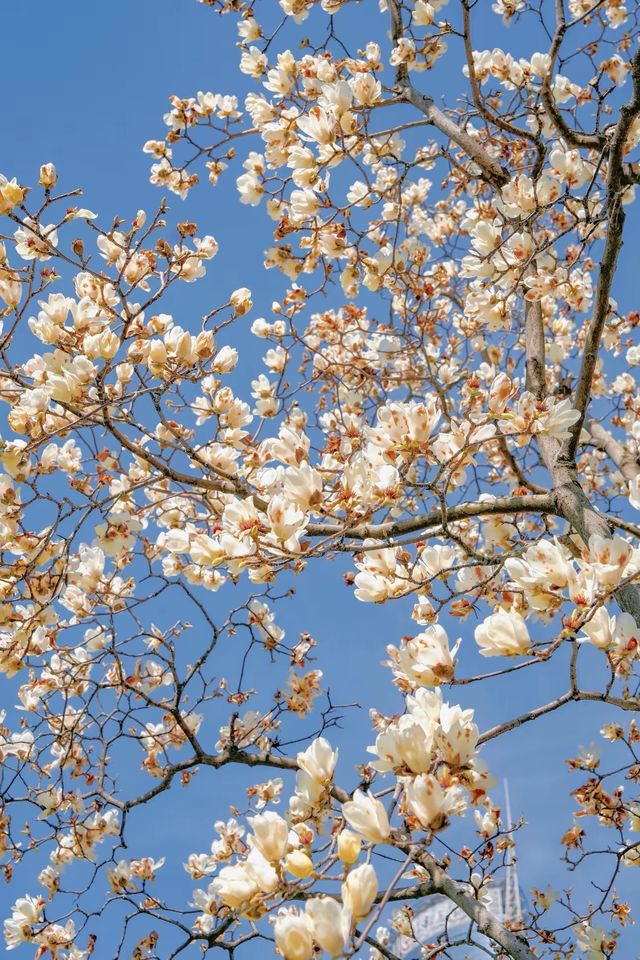 3.19上海的白玉蘭實在是太美了🌸