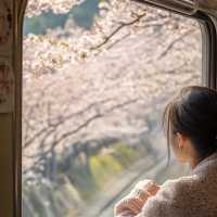 🌸小眾寶藏！大井川鐵道的限定春日櫻語🌸