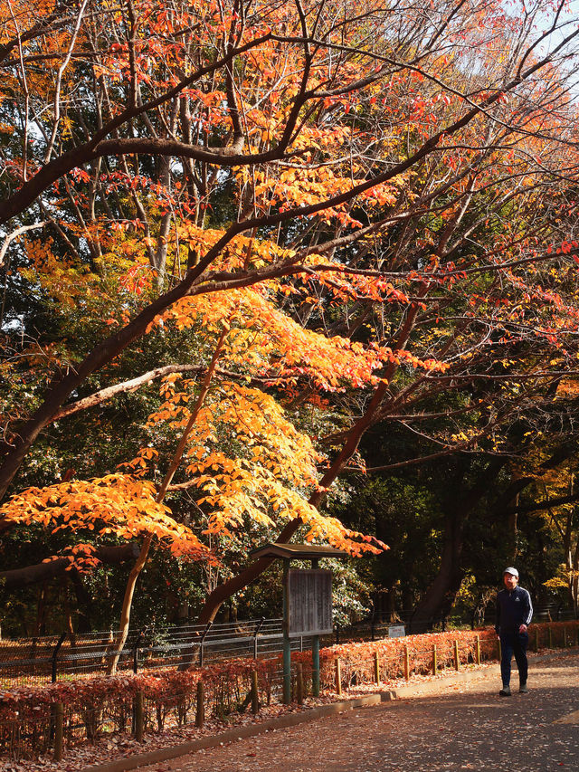 代々木公園での秋の完璧な日々を楽しむ