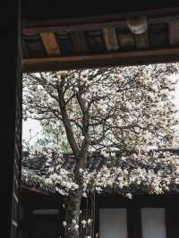 竟然成都市區內千年古寺的玉蘭花美得令人驚嘆