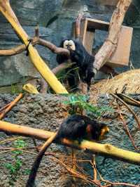 南京有座「動物烏托邦」，紅山森林動物園藏着多少治癒瞬間？