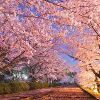 日本櫻花盛開啦！隨手一拍都是人生美照🌸