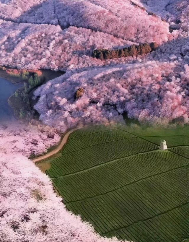 比肩京都！海外媒體驚嘆「地球極境櫻花奇跡」