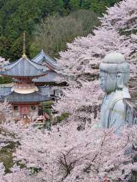 奈良賞櫻全攻略：古都春日與鹿共舞的櫻花物語！