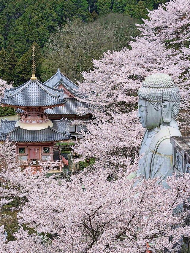 奈良賞櫻全攻略：古都春日與鹿共舞的櫻花物語！