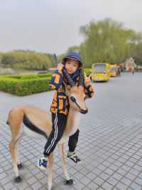 帶娃打卡北京野生動物園的正確姿勢~