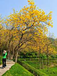 黃風鈴花開季
