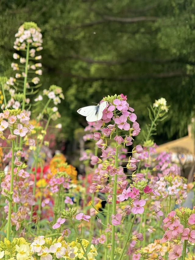 闖入春日限定西山公園彩色油菜花絕了