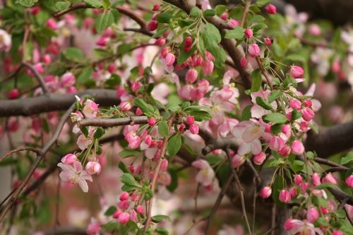 煙台龍口3-5月賞花攻略