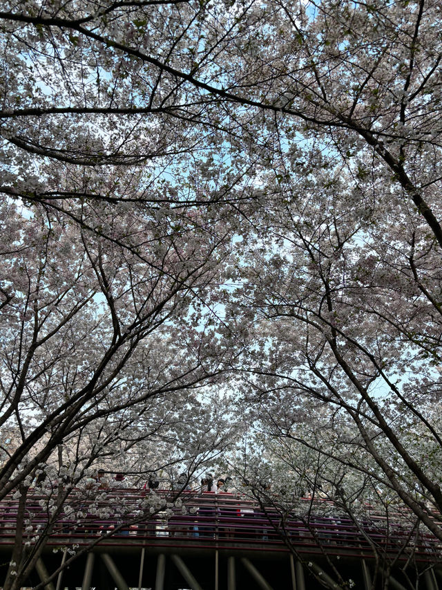 寧波櫻花公園賞櫻記:人山人海 寧波櫻花公園賞櫻記:人山人海