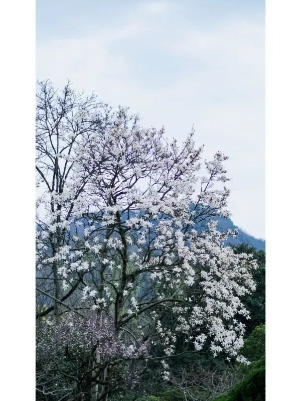 Exploring Hangzhou: A Serene Walk Through Maojiabu
