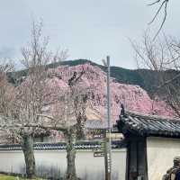 🌸醍醐寺櫻花！3.30實況🌸  