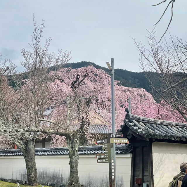 🌸醍醐寺櫻花！3.30實況🌸  