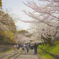 櫻花季赴京都，這條Citywalk路線快存好🌸