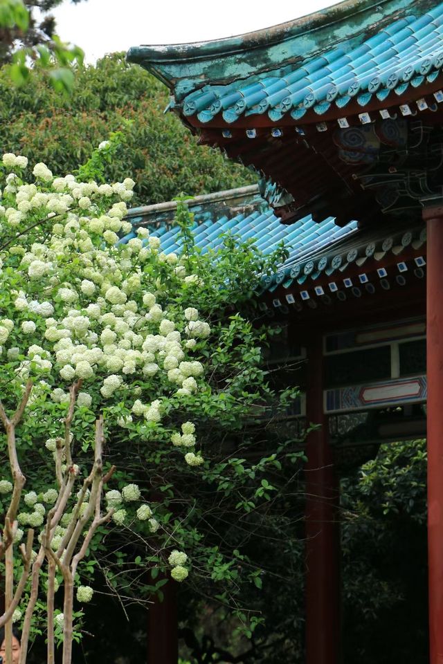 長沙烈士公園春日木繡球花海：古風與自然的詩意碰撞